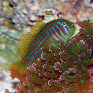 Green Coral Goby