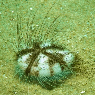 Sea Mouse Urchin