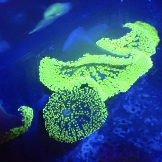 Small Neon Green Carpet Anemone