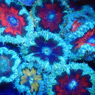 1 x Rock Flower Anemone