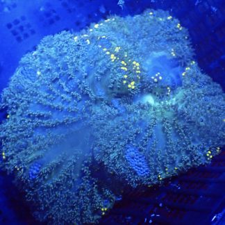 Hairy Carpet Anemone