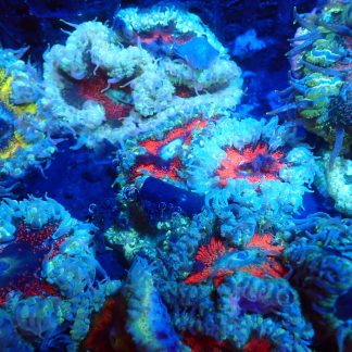 3 x Rock Flower Anemone