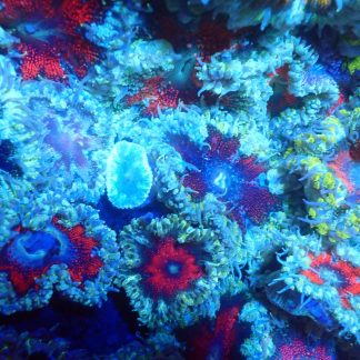 5 x Rock Flower Anemone