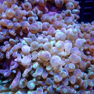 Acid Rain Bubble Tip Anemone
