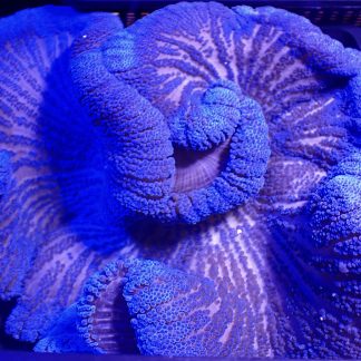 Large Blue Carpet Anemone