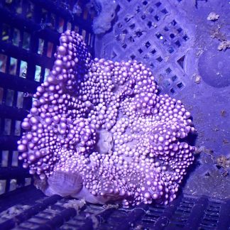 Small Purple Carpet Anemone