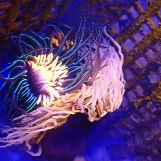 Dual color Tube Anemone