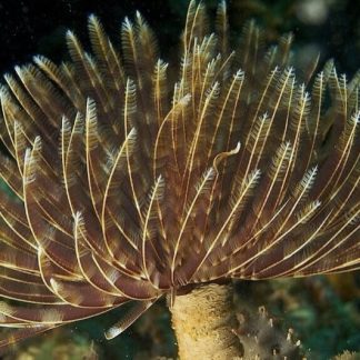 Feather Duster Worm