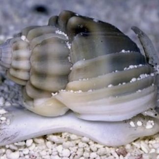 Nassarus Snail