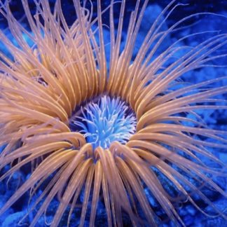 Orange Tube Anemone
