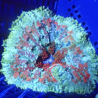 WYSIWYG Mini Maxi Anemone