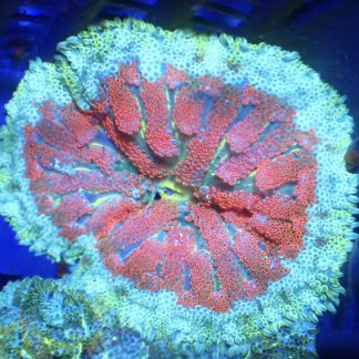 WYSIWYG Mini Maxi Anemone