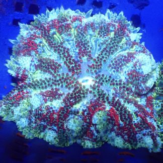 WYSIWYG Mini Maxi Anemone