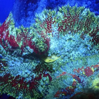 WYSIWYG Mini Maxi Anemone