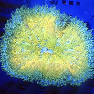 WYSIWYG Mini Maxi Anemone