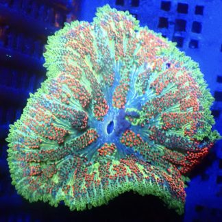 WYSIWYG Mini Maxi Anemone