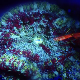 WYSIWYG Mini Maxi Anemone