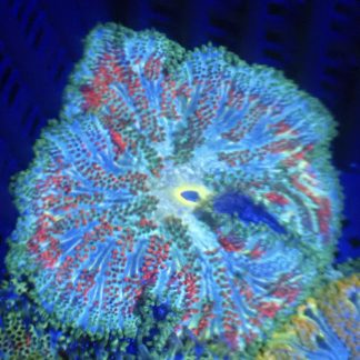 WYSIWYG Mini Maxi Anemone