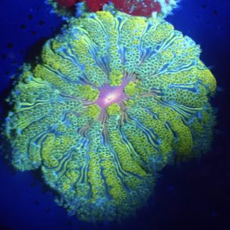 WYSIWYG Mini Maxi Anemone