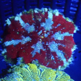 WYSIWYG Mini Maxi Anemone