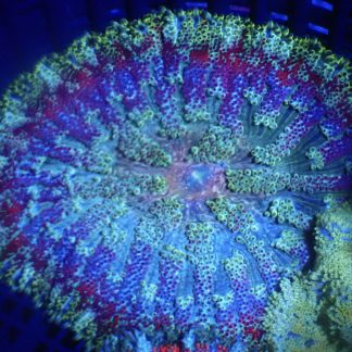 WYSIWYG Mini Maxi Anemone